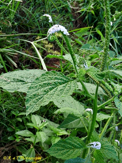 {Heliotropium indicum}